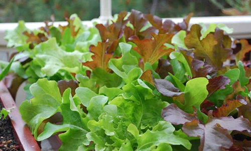 10 loại rau trồng ở cửa sổ, vừa để ăn vừa làm cảnh