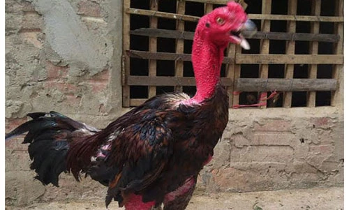 Xem mô hình nuôi gà chọi lãi hàng trăm triệu ở Nghệ An