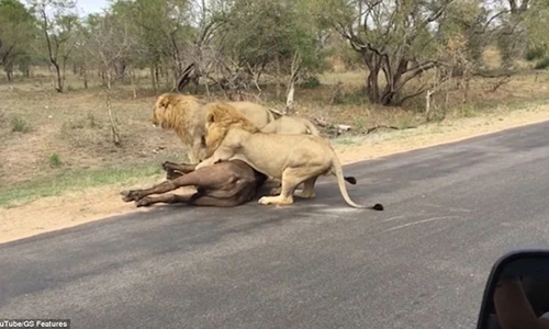 Hãi hùng cảnh đàn sư tử “xơi tái” trâu rừng ngay trên đường