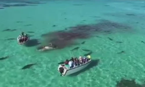 Clip cá voi khổng lồ bị 70 con cá mập hổ xâu xé giữa biển