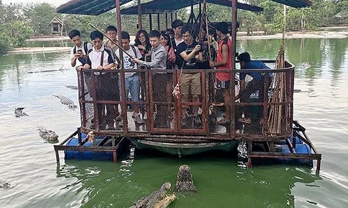 “Lè lưỡi” cảnh cho cá sấu ăn trên bè gỗ thô sơ
