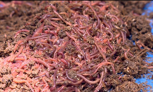 Vua trùn quế đất thép Củ Chi