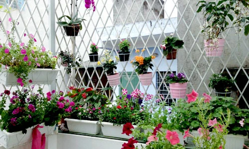 “Vườn thiên đường” tuyệt đẹp trong ngõ nhỏ giữa Hà Nội