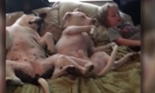 Cậu nhóc 2 tuổi “ru” chó ngủ bằng cách...kể chuyện