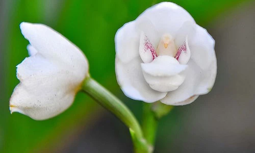 Kinh ngạc 10 loài hoa thơm có kình hài kỳ dị nhất thế giới