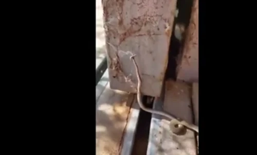 Xác rắn nâu bị treo lên mạng, làm thức ăn dần cho nhện