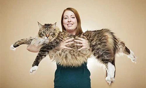 Những kỷ lục độc, lạ trong sách Guinness 2017