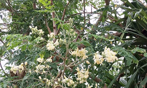 Dân Lý Sơn trồng "thần dược" chùm ngây để... chắn gió 