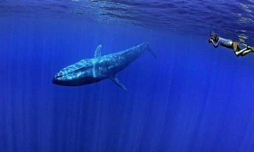 Choáng ngợp loài cá voi 170 tấn lớn nhất hành tinh