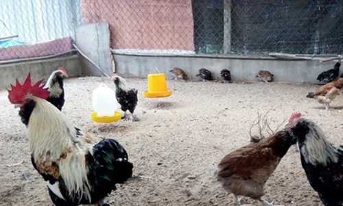 Sờ tận tay loài gà khổng lồ chân 5 ngón giá "cắt cổ"