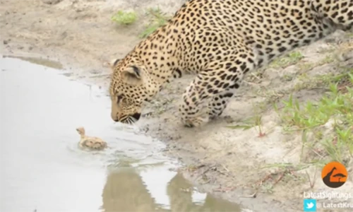 Vịt con thoát nanh báo đói trong gang tấc