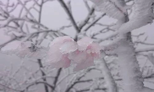 Chiêm ngưỡng hoa đào ngậm tuyết ở miền Tây xứ Nghệ