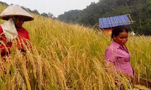 Ở nơi thu hoạch lúa theo hình thức cổ xưa nhất