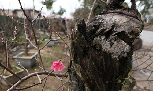 Tận mục những gốc đào cổ “thế độc” ở Thủ đô