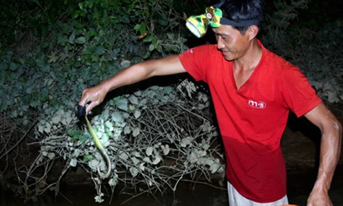 Trắng đêm theo chân “thợ săn” bắt cua trên sông Lam