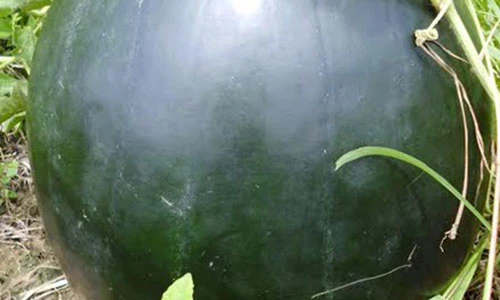 Cận cảnh quả dưa hấu có trọng lượng khủng 17kg ở Bạc Liêu