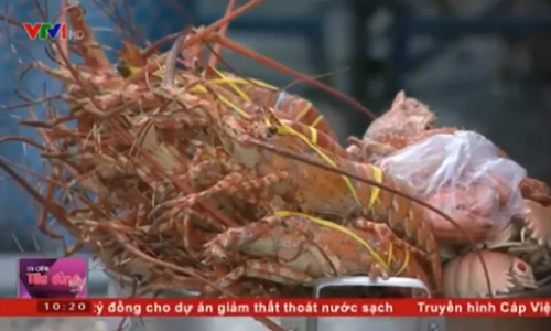 Hãi hùng sự thật kinh hoàng về tôm hùm giá rẻ