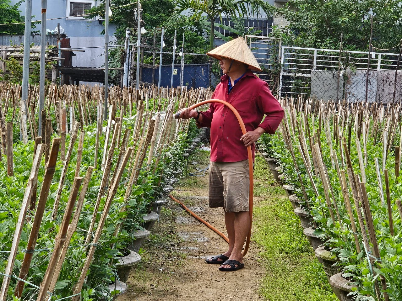 Các làng hoa ở Đà Nẵng rộn ràng vào vụ Tết