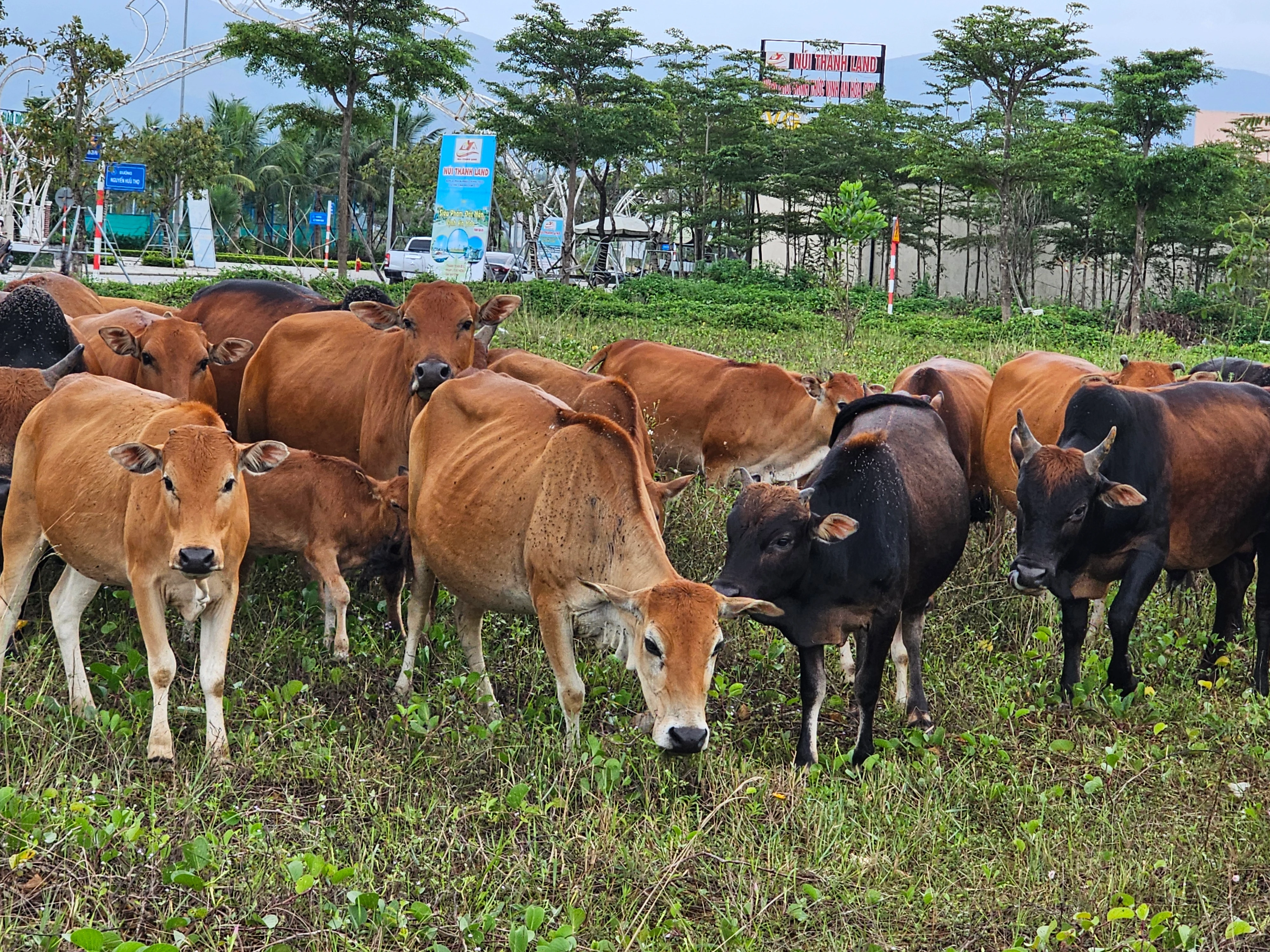 Quảng Nam: Khu đô thị sinh thái “5 sao” thành nơi chăn thả gia súc