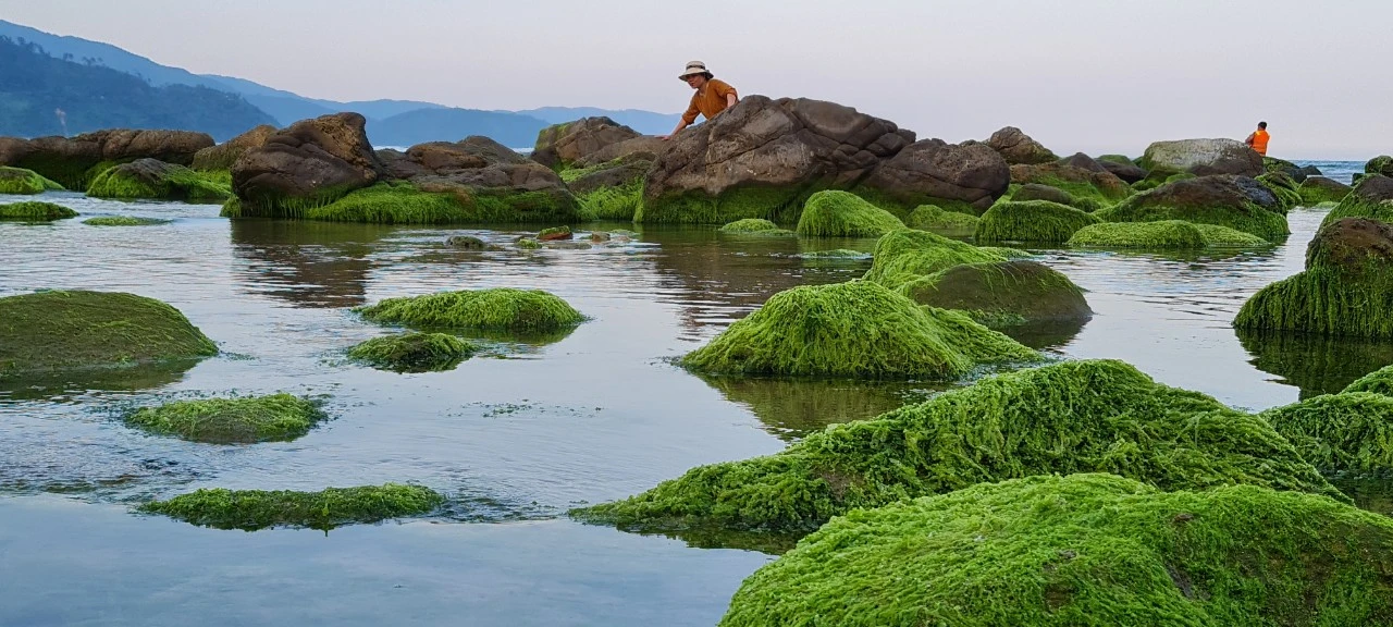 Ghềnh đá Nam Ô mùa rêu- điểm check-in cực hot 