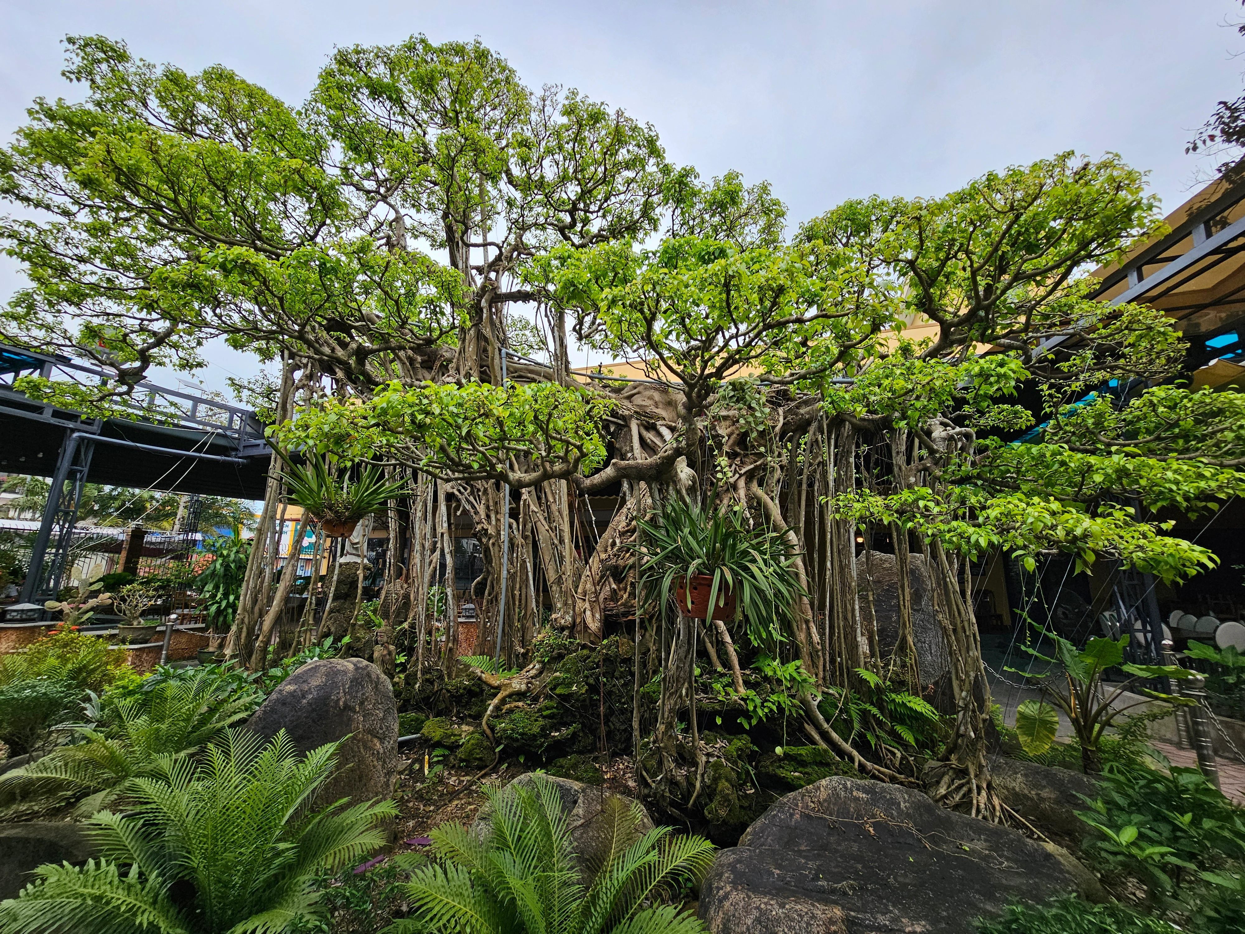 Cận cảnh tuyệt phẩm bonsai “con rồng Châu Á” tiền tỷ có 1-0-2