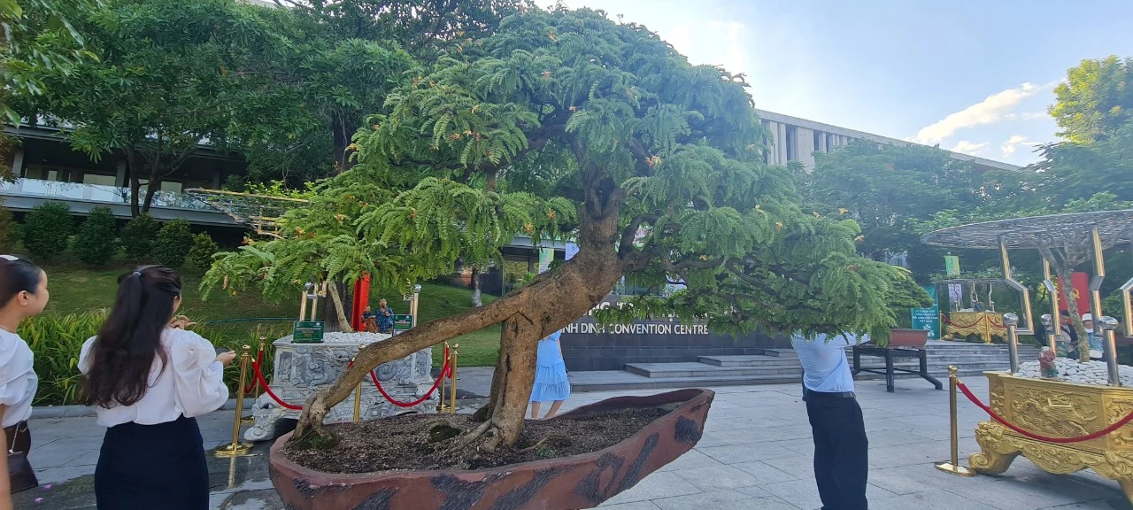 Ngỡ ngàng me, thị lên đời thành bonsai “hàng hiếm“