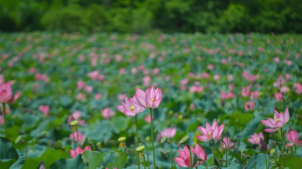 Có gì hấp dẫn ở cánh đồng sen lớn nhất Quảng Nam?