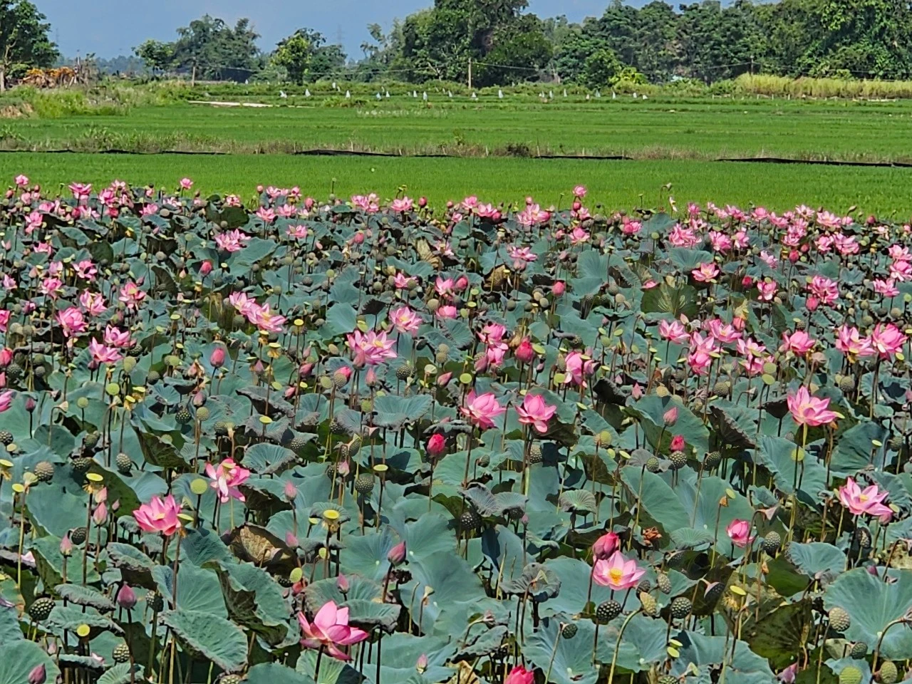 Quảng Nam: Đẹp nao lòng mùa sen nở rộ nép mình bên nương lúa 