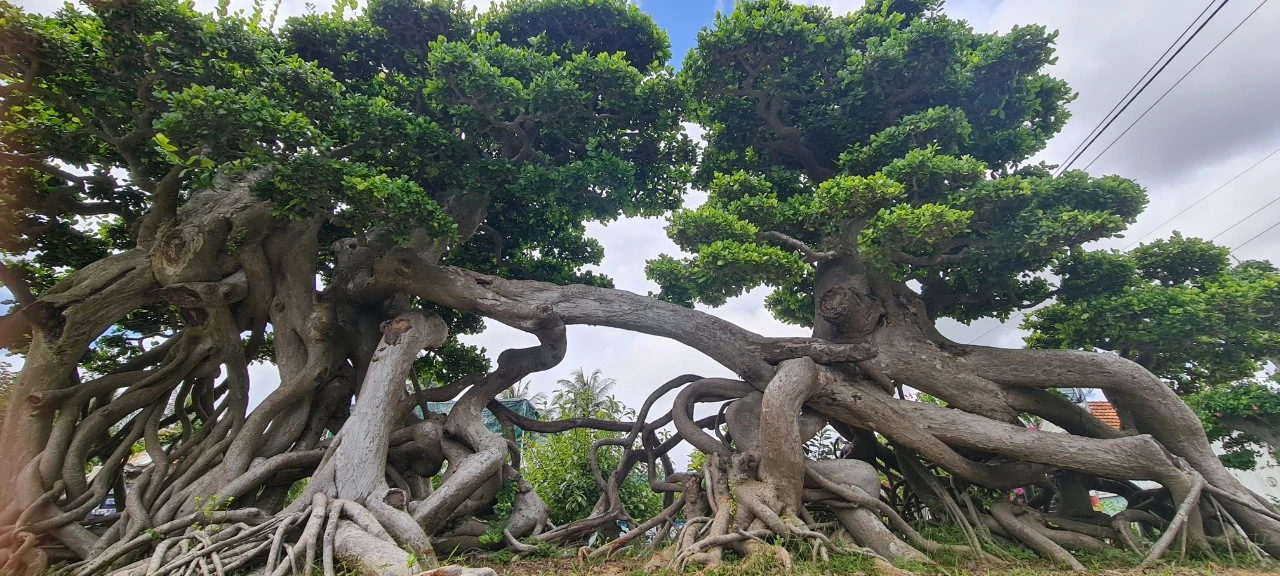 Cận cảnh cụ duối ngàn năm, được chủ nâng niu như báu vật