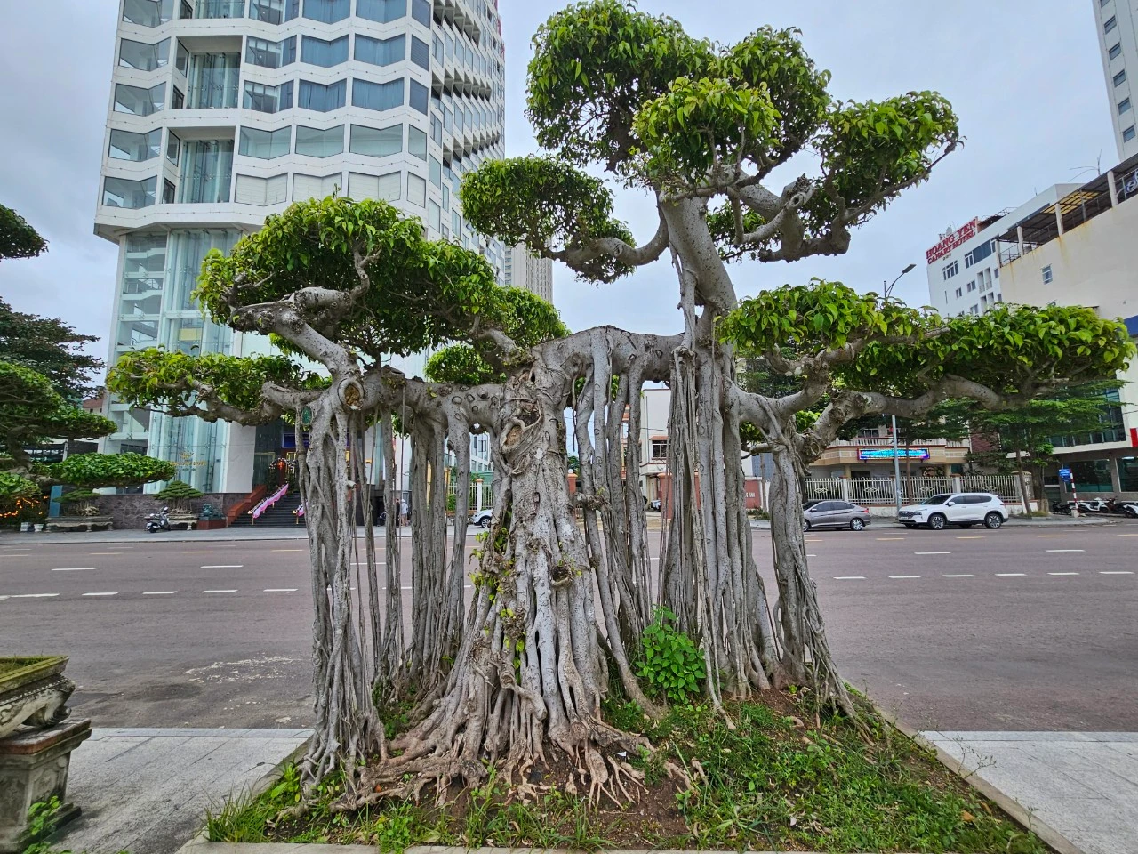 Loại cây từng làm hàng rào nay “lên đời” hút khách