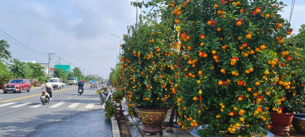 Đà Nẵng - Hội An: Quất, bưởi đều đẹp, thị trường hoa Tết bắt đầu sôi động