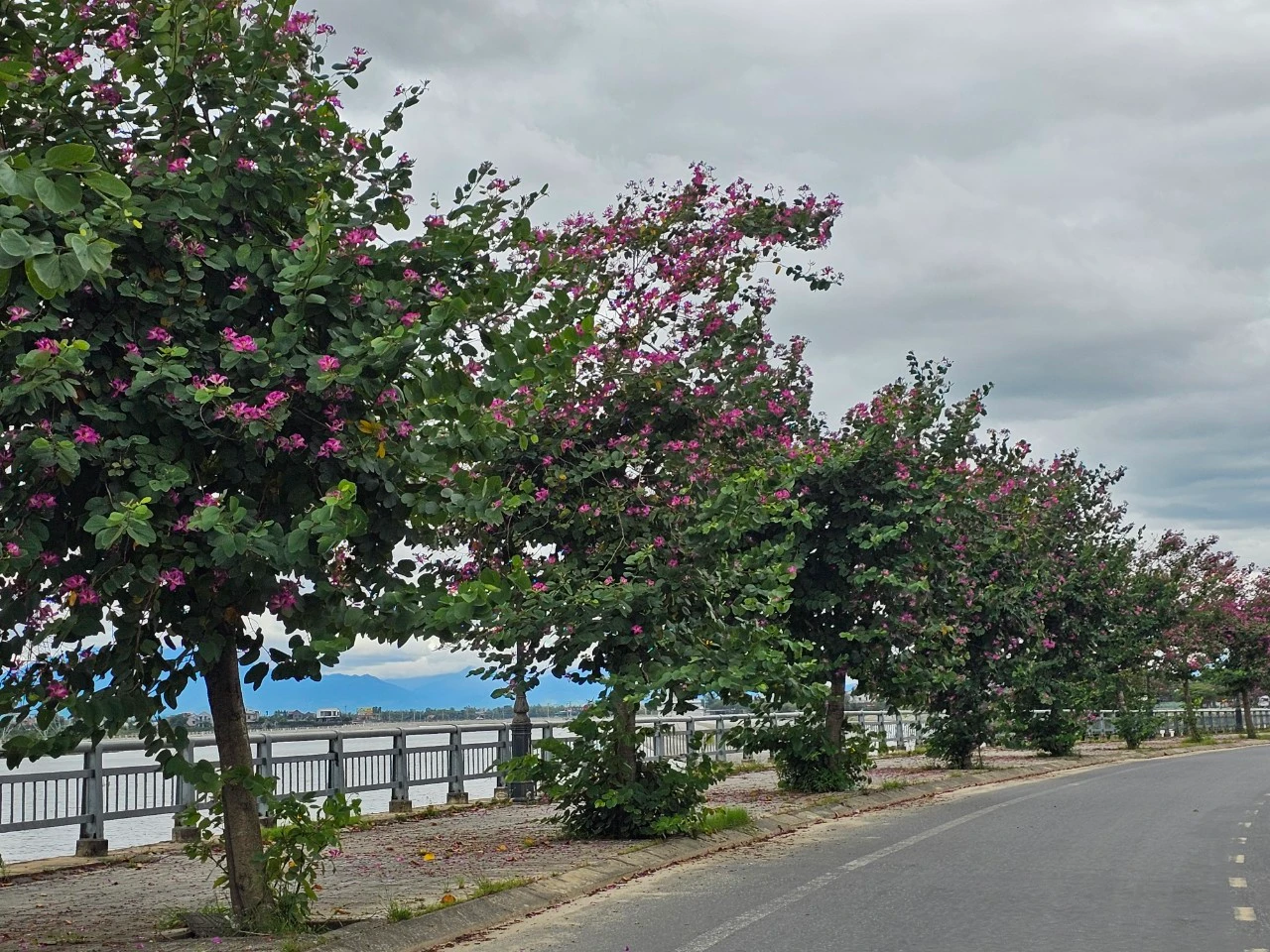 Đẹp ngỡ ngàng cung đường hoa ban tím ở ngoại ô Hội An