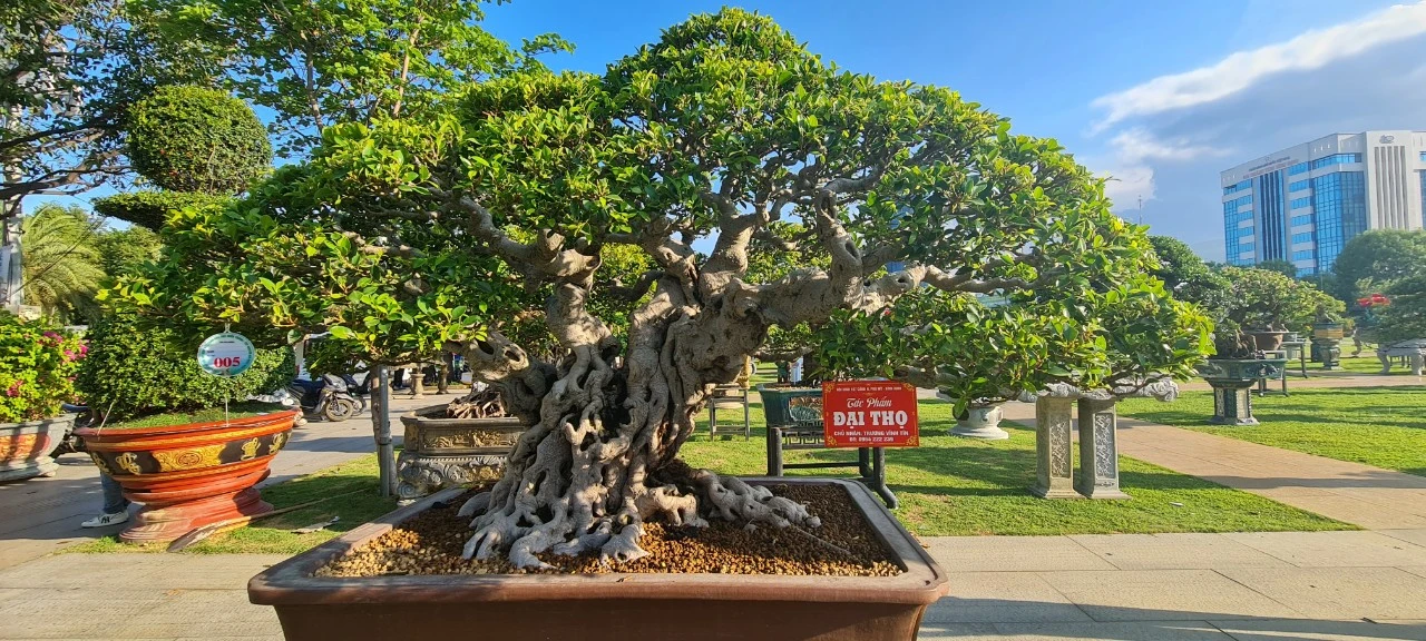 Si, sam, sộp và những “siêu cây” giá trăm triệu