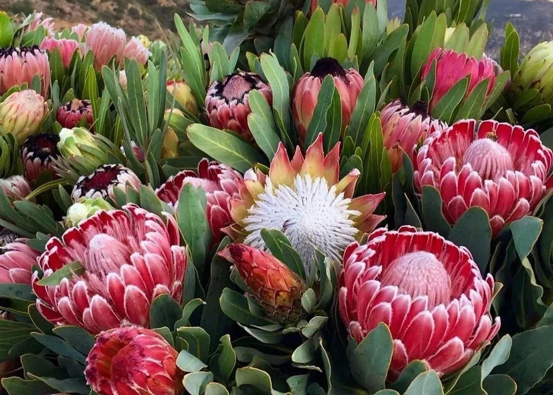 Nhà giàu thích trồng 5 cây cảnh này để chiêu tài, hút lộc