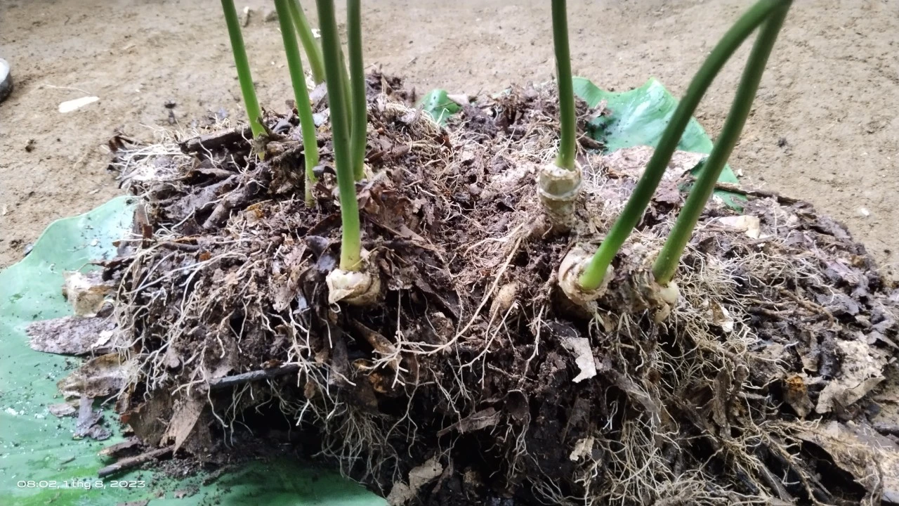 Cận cảnh cây sâm Ngọc Linh 9 nhánh độc nhất, giá gần 1 tỷ 