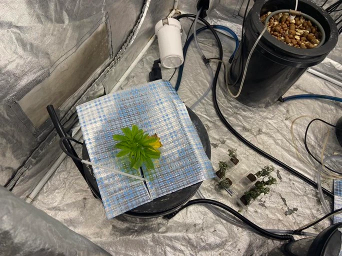 Toàn cảnh căn hộ trồng cây nghi là cần sa của cặp đôi ngoại quốc