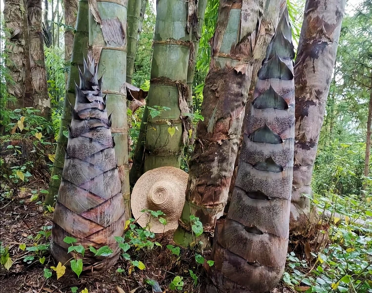 Loài tre lớn nhất thế giới xuất hiện ở Việt Nam