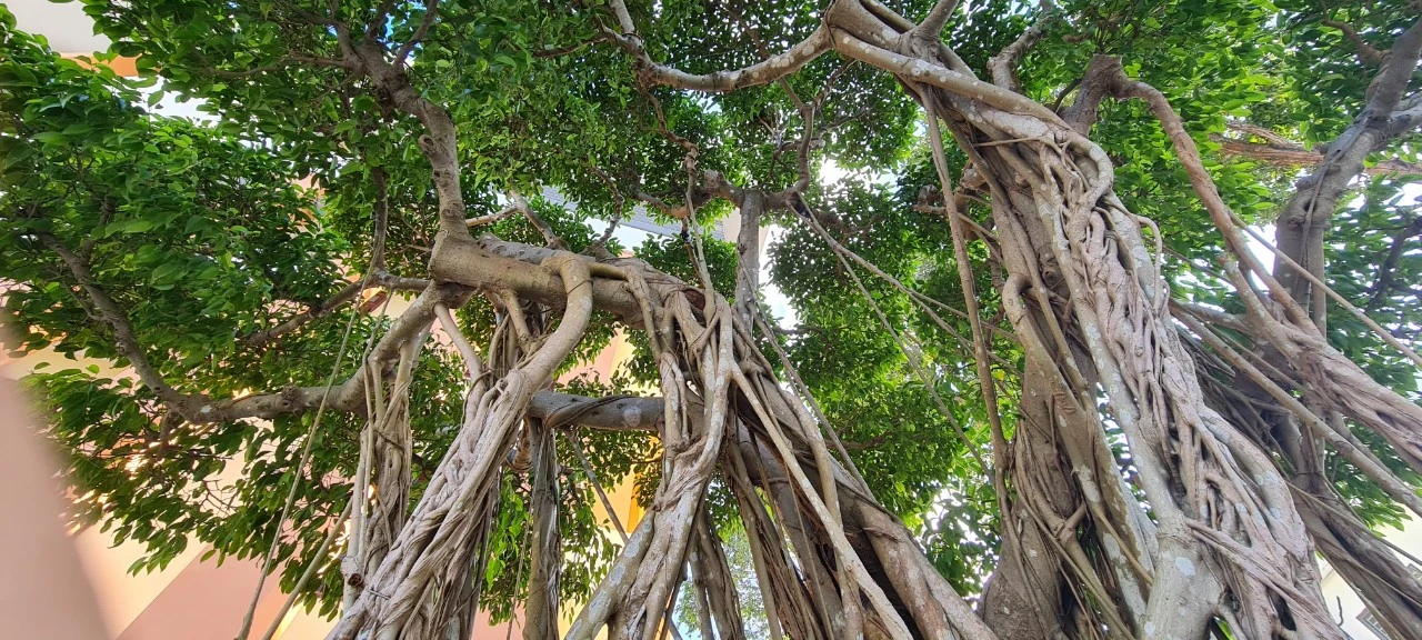 Cận cảnh loạt bonsai “phong thủy” được nhiều đại gia săn lùng