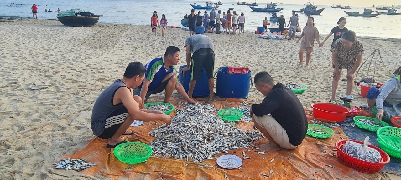 Ngư dân Đà Nẵng kiếm tiền triệu nhờ trúng đậm cá cơm, cá trích 