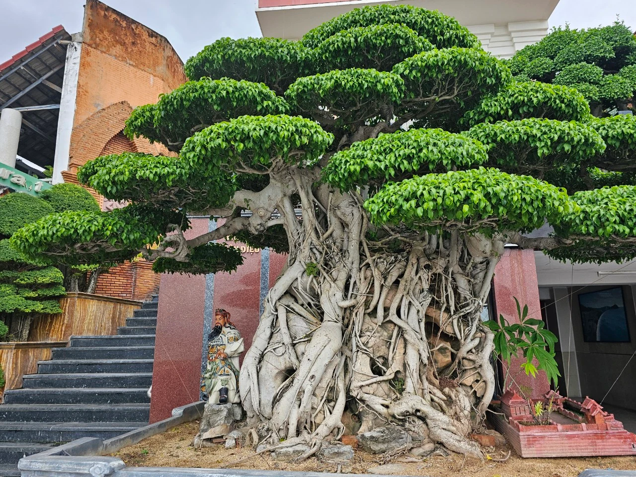 Chiêm ngưỡng sanh cổ, duối cổ trăm tuổi đại gia từ chối bán