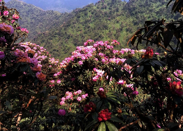 Chút chill trong những ngày cách ly: Ngắm Fansipan rực rỡ mùa đỗ quyên