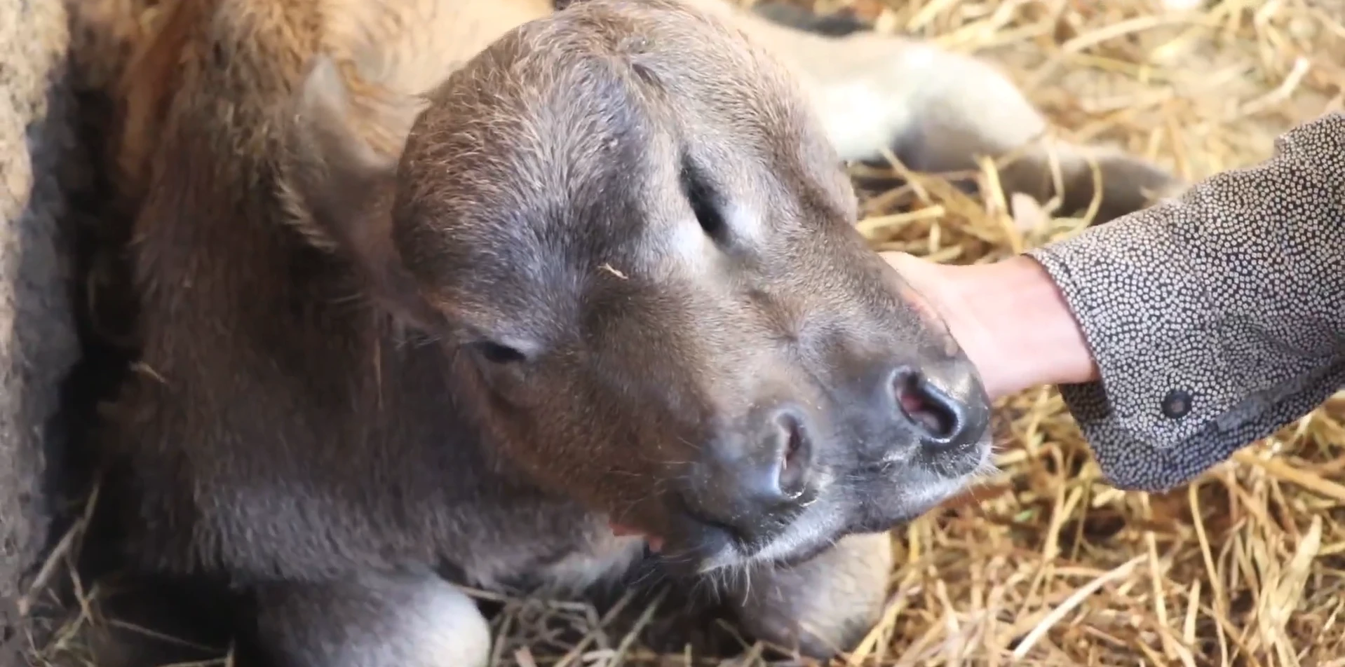 Cận cảnh chú nghé kỳ lạ có 2 miệng, 2 mũi ở Quảng Nam