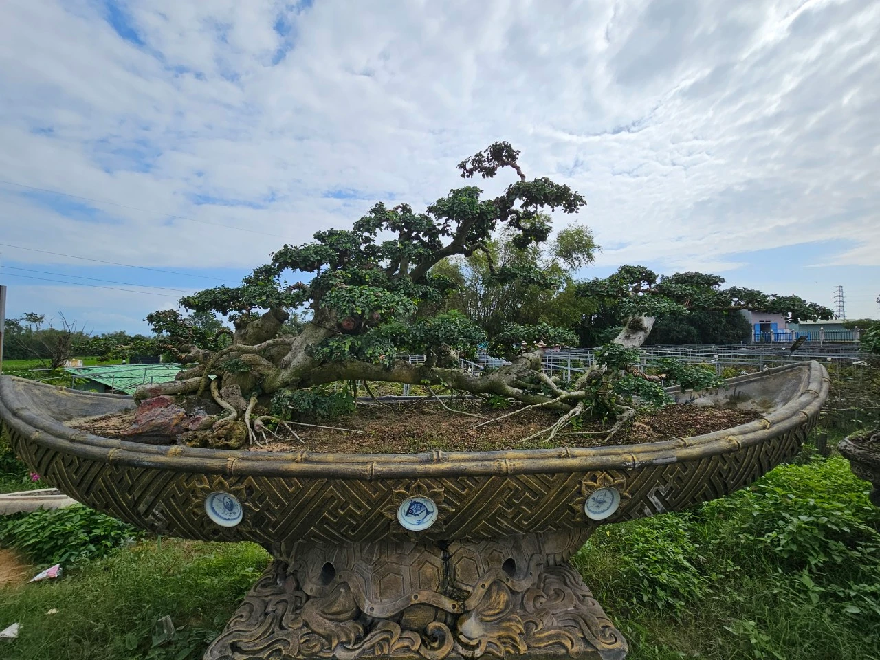 Cụ duối trăm tuổi trên quốc lộ, đại gia không nỡ lướt qua