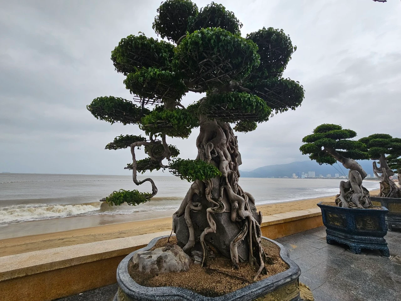 Ngắm dàn bonsai tiền tỷ dáng độc ven biển Quy Nhơn