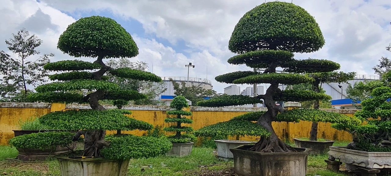 Ngắm loạt bonsai “phong thủy” trong nhóm Tứ linh khiến nhiều người săn lùng