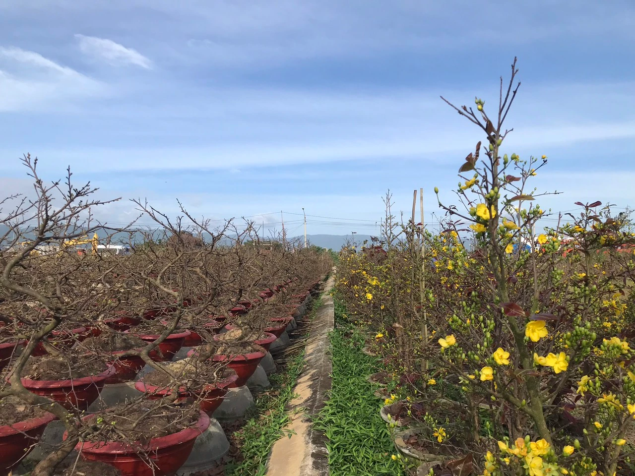 Thủ phủ mai vàng An Nhơn thu hơn 100 tỷ đồng/năm