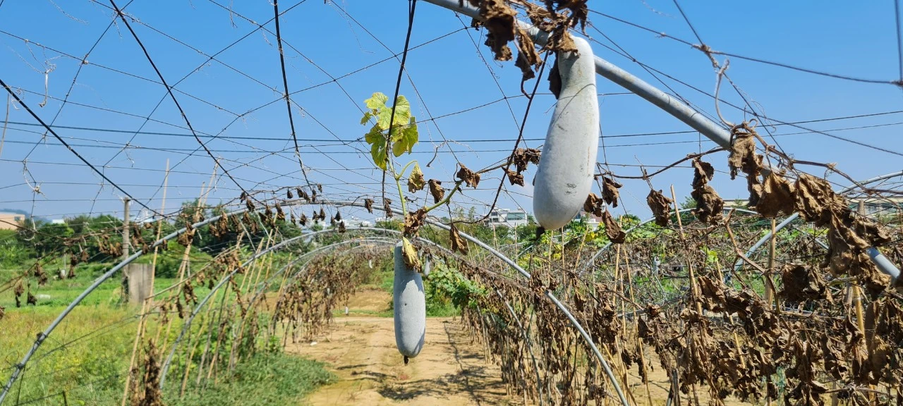 Nước nhiễm mặn, làng rau sạch lớn nhất Đà Nẵng xơ xác chờ mưa