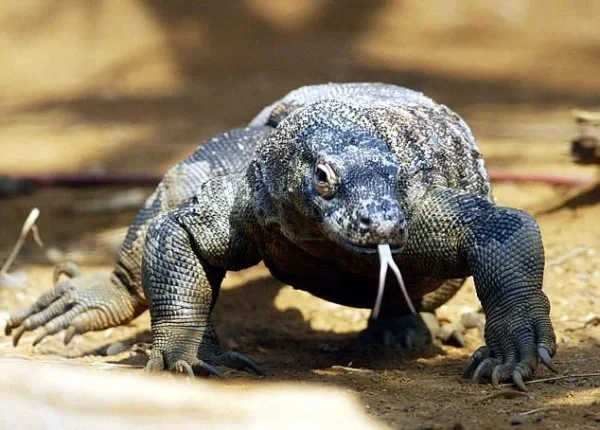 Top kỳ đà to lớn, “sát thủ” săn mồi đáng sợ nhất hành tinh