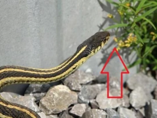 Hai loại cây trồng trong nhà rắn sẽ 'chạy mất vía'