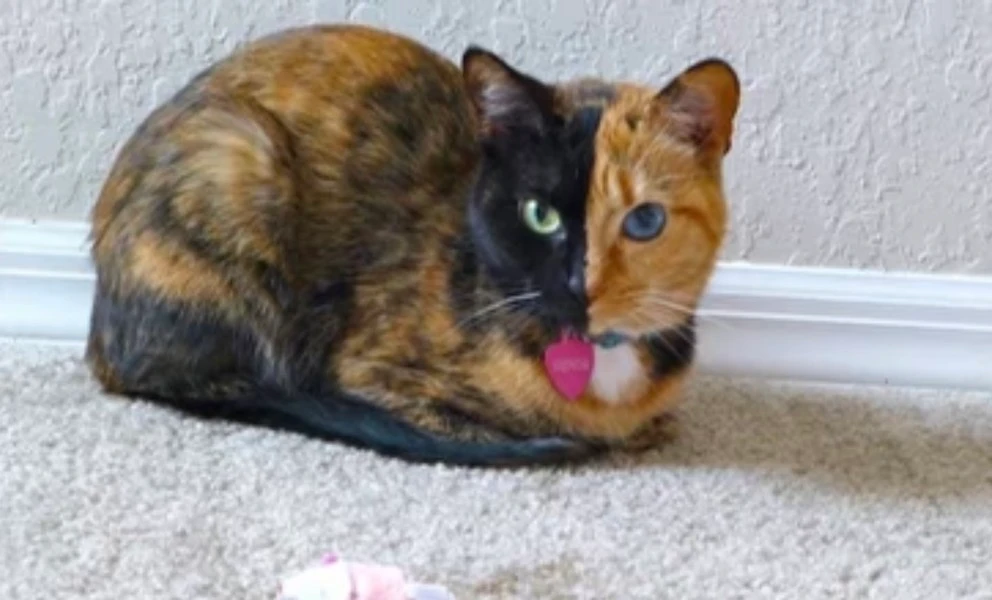 10 giống mèo độc - dị - lạ nhất hành tinh: Giật mình số 1!